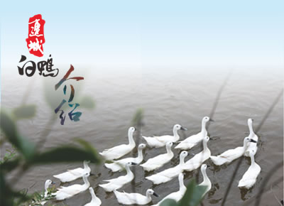 連城白鴨（白鶩鴨）簡介